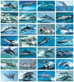 Stickers serie 135 - dolfijnen